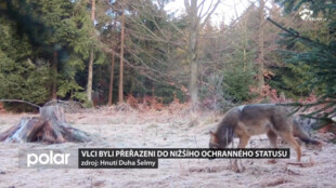 Vlci byli přeřazeni do nižšího statusu ochrany. Proti rozhodnutí se nyní ohrazují organizace