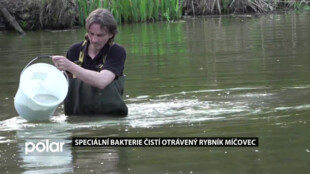 Speciální bakterie čistí otrávený rybník Míčovec