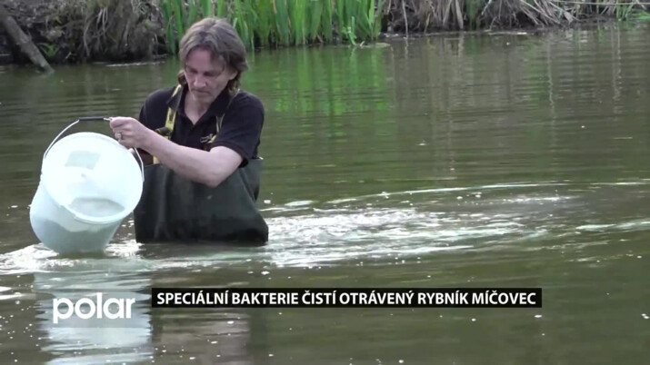 Speciální bakterie čistí otrávený rybník Míčovec