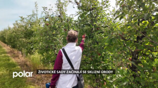 Havířovské životické sady začínají se sklizní úrody