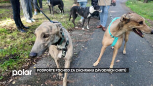 Podpořte v Havířově pochod za záchranu závodních chrtů