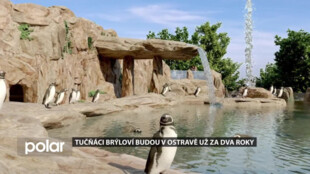 Tučňáci budou v Ostravě už za dva roky. Návštěvnost ZOO by se měla ještě zvýšit