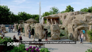 Ostravskou zoo obohatí tučňáci, nová expozice bude hotová už za dva roky