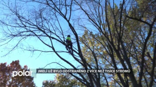 Arboristé pokračují v likvidaci jmelí. Ošetřeno bylo už přes tisíc stromů