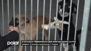 Štěňata bojovala o život v kontejneru. Naštěstí byla nalezena včas a útulek se o ně postaral