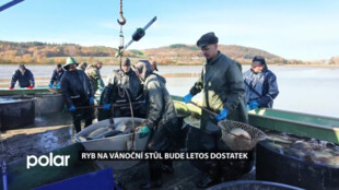 Ryb na vánoční stůl bude letos dostatek a za stejnou cenu jako loni