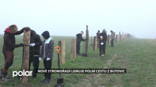 Nové stromořadí lemuje polní cestu z Butovic