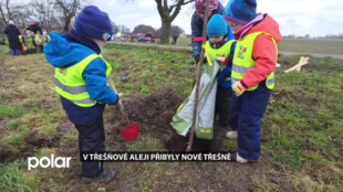 V rychvaldské Třešňové ulici přibyly ve stromořadí nové třešně