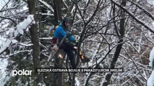 Slezská Ostrava bojuje s parazitujícím jmelím, nejhůře je na tom Ústřední hřbitov