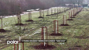 V parku Boženy Němcové vzniká nový sad, který aktivně pomůže v boji proti jmelí