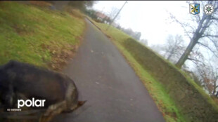 Ukradené auto z Polska se našlo v Bohumíně. Pachatele vyčmuchal policejní pes Django