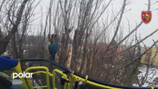 Papoušek Ara uvízl v Karviné v koruně stromu, zachránili ho hasiči