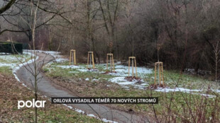 Orlová vysadila téměř 70 nových stromů