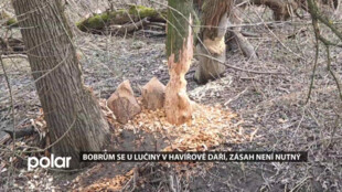 U řeky Lučiny v Havířově se daří bobrům, zásah vodohospodářů není nutný