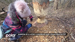 Lučina ožila bobry, Povodí Odry vývoj sleduje a nemusí prozatím zasahovat