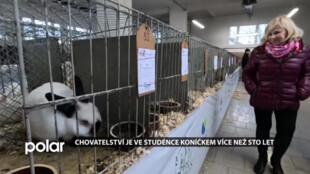 Chovatelství je ve Studénce koníčkem více než sto let
