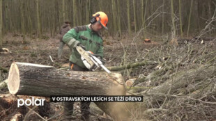 V Bělském lese těží dřevo Ostravské městské lesy