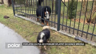 Poplatek za psa je v Porubě splatný do konce března. Jeho výše se liší také podle bydliště