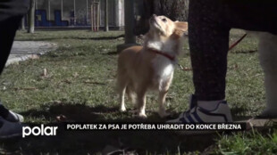 Poplatek za psa v Ostravě-Jihu je potřeba uhradit do konce března