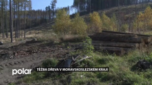 Těžba dřeva v Moravskosleszkém kraji lehce stoupá. Jde hlavně o řešení kalamit