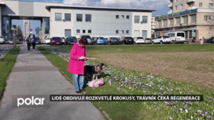 Lidé obdivují v centru Havířova rozkvetlé krokusy, okolní trávník čeká regenerace