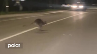 Klokan Emil poskakoval řidičům před auty v Hlučíně. Utekl na dobrodružnou výpravu