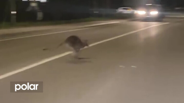 Klokan Emil poskakoval řidičům před auty v Hlučíně. Utekl na dobrodružnou výpravu