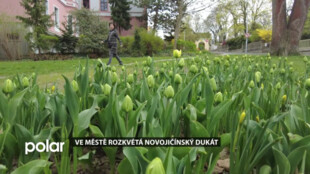 Ve městě rozkvétá Novojičínský dukát