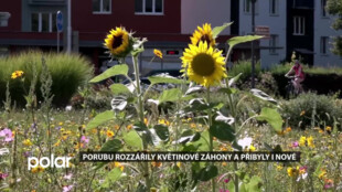 Porubu rozzářily záhony. A květinová louka na Francouzské ulici nabídne novinku