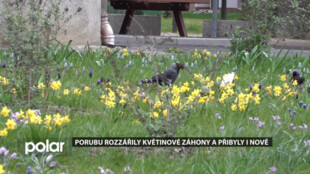 Porubu rozzářily záhony. A květinová louka na Francouzské ulici nabídne novinku