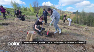 Dobrovolníci v Beskydech opět vysadili stovky stromů