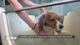 V novém centru Dogmanie psi podstupují rehabilitační procedury