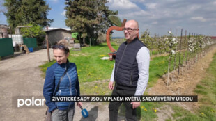 Životické sady v Havířově jsou v plném květu, sadaři věří v úrodu