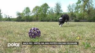Akce Pes - přítel na Jihu potěší všechny ostravské pejskaře