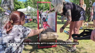 Druhý ročník Bull srazu v Ostravě bořil mýty o nebezpečných plemenech