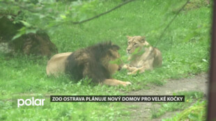 Zoo Ostrava plánuje nový domov pro lvy a levharty. Pomoci může i veřejnost
