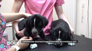 V červenci odstartovala Centrální evidence psů
