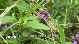 Opava mění péči o zeleň. Vyšší tráva pomáhá přírodě, přibývají i nové stromy