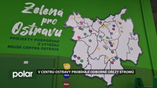 Bezpečnější ulice i delší život stromů. V centru Ostravy probíhá arboristická péče