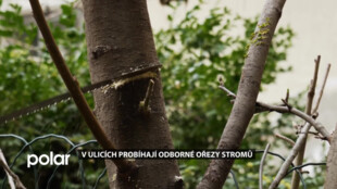 Zelená pro Ostravu. V ulicích probíhají odborné ořezy stromů