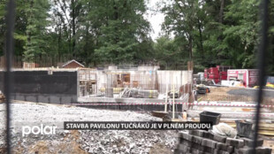 Tučňáci se stanou novým lákadlem ZOO. Návštěvníci je budou moci sledovat i pod vodou