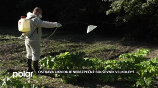 Ostrava bojuje s bolševníkem. Nebezpečnou rostlinu likviduje v celém městě