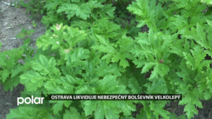 Nebezpečná rostlina, která se hubí i deset let. Ostrava bojuje s bolševníkem