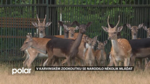 V karvinském zookoutku se narodilo několik mláďat