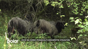 Ovce na Svinci pomáhají chráněným vstavačům, přírodní rezervace patří k botanicky nejcennějším místům v kraji
