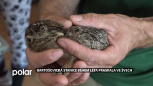 Bartošovická záchranná stanice pro živočichy během léta praskala ve švech