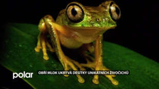 Obří mlok ukrývá desítky unikátních živočichů. ZOO otevřelo amphibiarium