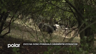 Ovce na Svinci pomáhají chráněným vstavačům, přírodní rezervace patří k botanicky nejcennějším místům v kraji
