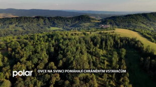 Přírodní rezervace Svinec u Nového Jičína patří k botanicky nejcennějším místům v kraji