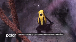 Více než polovina obojživelníků je ohrožena vyhubením. Zoo Ostrava se je rozhodla chránit